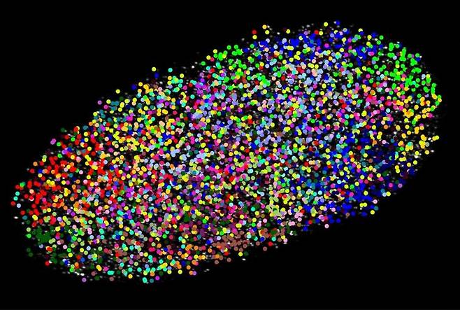 새로운 현미경 기술을 적용해 촬영한 온전한 세포의 핵에 있는 서로 염색체를 형형색색의 색깔로 형상화한 이미지. [사진=Ajay Labade, Zachary Chiang, Caroline Comenho 및 Jason Buenrostro]