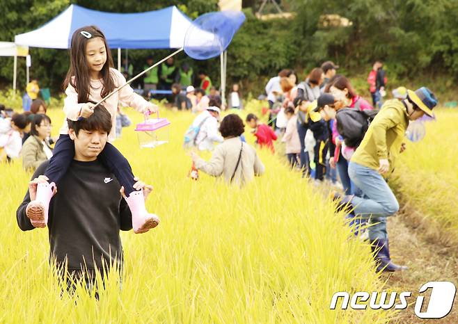 경북 성주군 수륜면 수성리 어울림마당 일대에서 열린 '2018 성주가야산 황금들녘 메뚜기잡이 체험축제'에 참가한 방문객들이 메뚜기를 잡으며 즐거운 시간을 보내고 있다 .2018.10.9/뉴스1 ⓒ News1 정우용 기자