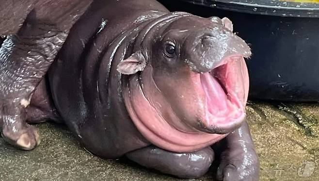 피그미 하마 무뎅의 모습 - 틱톡 갈무리