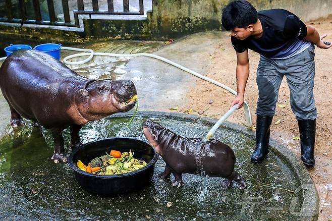 사육사가 피그미 하마 무뎅과 그 어미를 보살피고 있다. ⓒ 로이터=뉴스1 ⓒ News1 박형기 기자