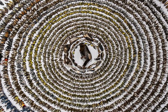 올해의 조류사진가상 대상작 세계가 충돌할 때(WHEN WORLDS COLLIDE)/Patricia Seaton Homonylo/Bird Photographer of the Year