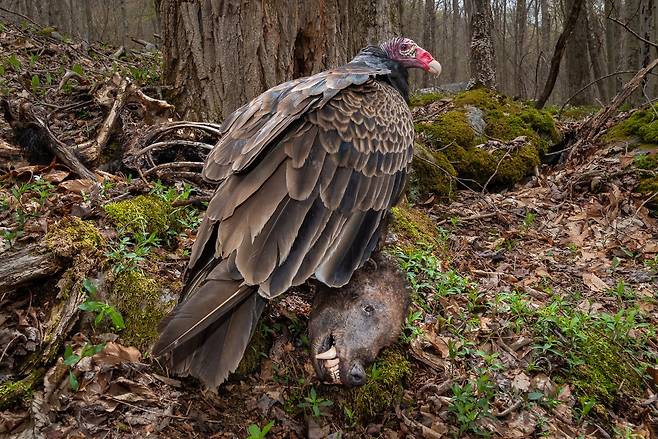 자연의 청소부(SCAVENGER) /Nathaniel Peck/Bird Photographer of the Year