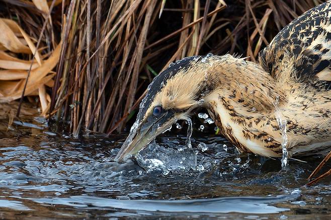 격정적인 물고기 사냥(TURBULENT FISH HUNT)  /Julian Mendla/Bird Photographer of the Year