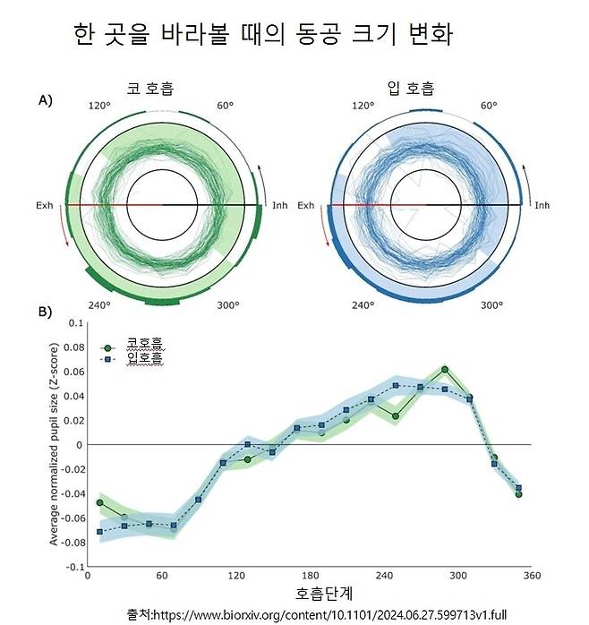호흡에 따른 동공 크기의 변화. 0도는 흡기(숨 들이마시기) 시작점, 180도는 호기(숨 내쉬기) 시작점이다. 검은색 원 안쪽 그림자는 동공이 작아졌다는 걸, 원 바깥쪽 그림자는 동공이 커졌다는 걸 뜻한다.
