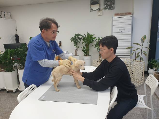 동물병원에서 반려견에게 내장형 마이크로칩을 삽입하고 있다. 봉화군 제공