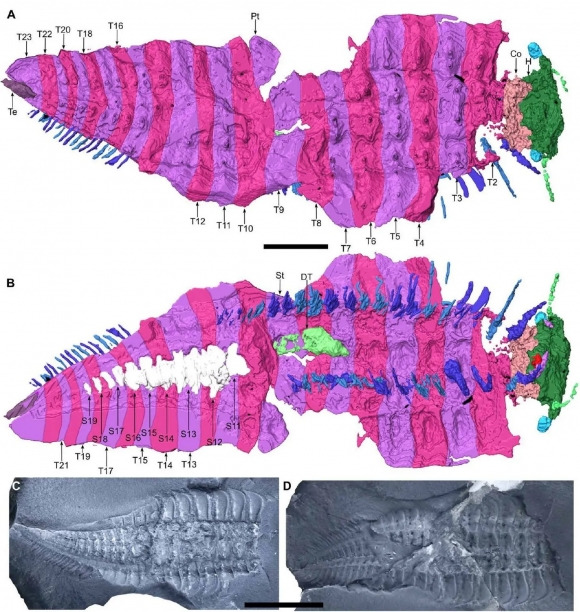 3D로 복원된 아르트로플레우라(Arthropleura)의 모습. 사진=Lhritier et al., Sci. Adv. 10