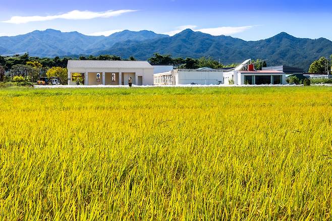 수확을 앞둔 들녘에서 바라본 미실란. 왼쪽 신축 중인 건물로 '밥 카페 반하다'가 자리를 옮겼다. 내년 봄 정식 운영을 재개한다. /이신영 영상미디어 기자