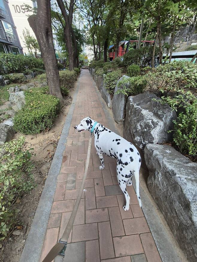 1000002601.jpg 포텐간 브로콜리 보고 올린 브로콜리 보고 올리는