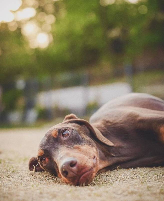 [서울=뉴시스] 방탄소년단 정국의 반려견 밤이. (사진=밤이 인스타그램 캡처) 2024.10.12. photo@newsis.com  *재판매 및 DB 금지