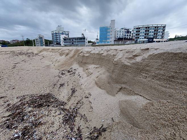 성인 키만큼 깎여나간 강릉 사근진해변 백사장 [촬영 류호준]