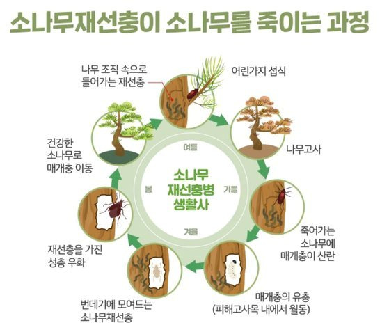 소나무재선충이 소나무를 죽이는 과정. 사진 산림청