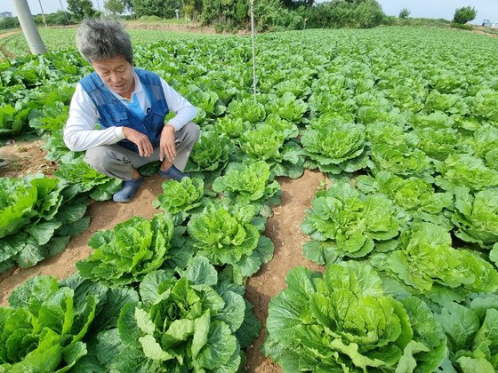 지난 9일 전남 해남군 산이면 한 배추밭에서 농민 김효수(67)씨가 올 여름 폭염으로 인해 미처 크지 못한 작은 배추를 가리키고 있다. 황희규 기자