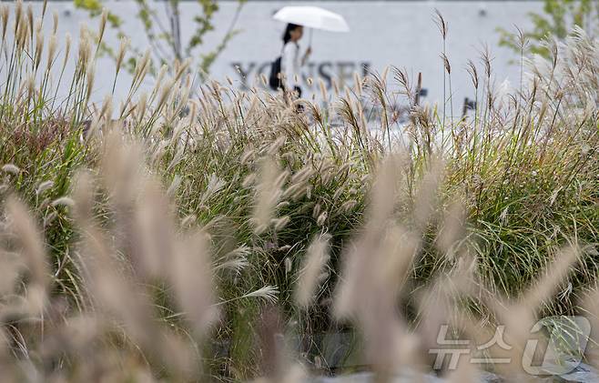 가을비가 내리는 14일 오후 서울 서대문구 연세대학교에서 우산을 쓴 학생들이 발걸음을 옮기고 있다. 2024.10.14/뉴스1 ⓒ News1 이재명 기자