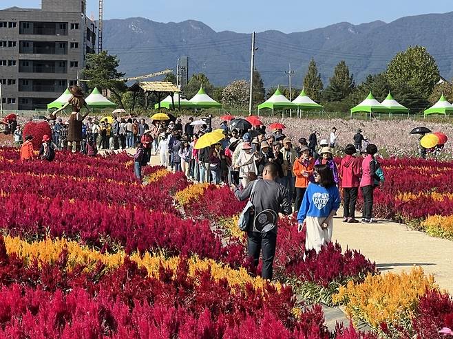 철원 고석정 꽃밭. [철원군]