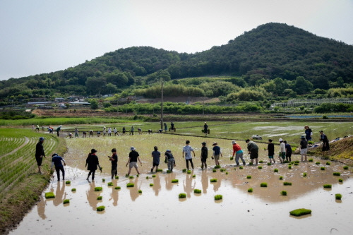 ▲모내기와 가을추수를 하는 사랑어린학교 학생과 부모들 ⓒ사진제공=사랑어린학교