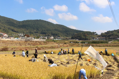 ▲모내기와 가을추수를 하는 사랑어린학교 학생과 부모들 ⓒ사진제공=사랑어린학교