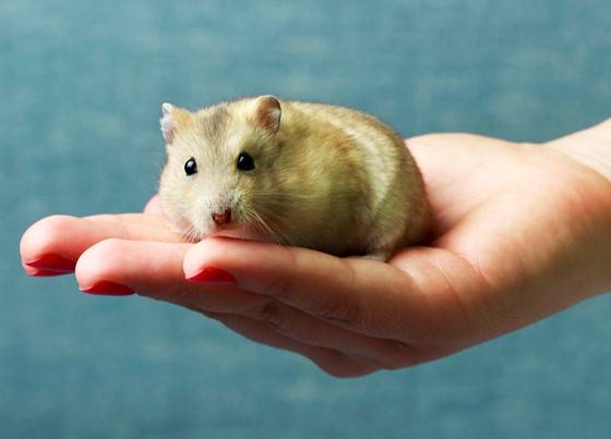 집에서 키우던 햄스터에게 물려 한 여성이 사망한 사건이 발생했다. *사진은 사건과 직접적 관계가 없음. [사진=게티이미지뱅크]