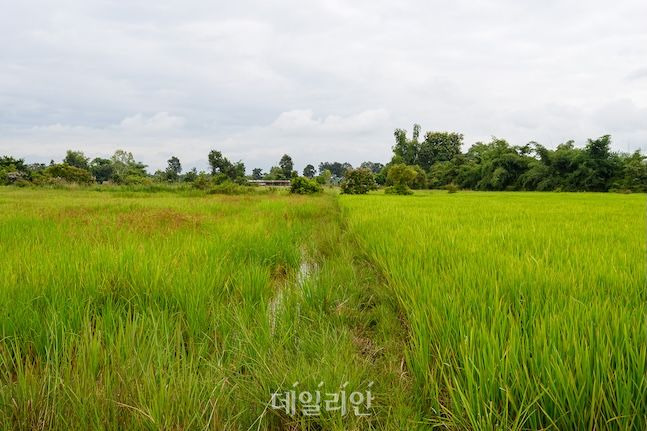 논두렁을 기준으로 오른쪽이 코피아 라오스센터가 추진 중인 벼 패키지 사업 현장이다. 사진으로 보더라도 오른쪽과 왼쪽 논의 정비가 확연하게 차이를 보이고 있다. 왼쪽 논은 군데군데 잡초가 있어 주변 벼의 생육이 부진하다. 반면 오른쪽 시범사업 논은 일정한 생육 상태를 유지하고 있다. ⓒ데일리안 배군득 기자