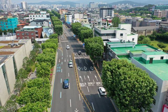 양버즘나무를 사각 기둥 모양으로 테마전지한 정조로 가로수길. 수원특례시 제공