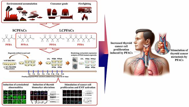 과불화화합물에 의한 갑상선암 세포 증식 및 전이 촉진 기전 모식도.[안전성평가연구소 제공]