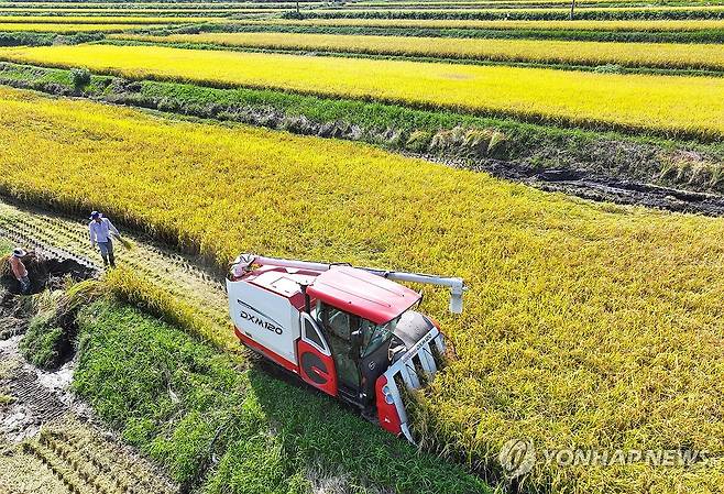 수확의 계절 [연합뉴스 자료 사진]