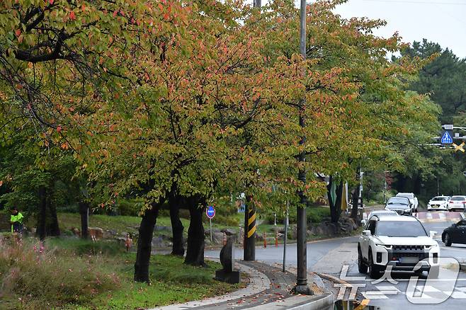 15일 오전 경북 포항시 남구 대잠동 철길 숲에 있는 가로수들이 가을 옷으로 갈아입고 있다. 2024.10.15/뉴스1 ⓒ News1 최창호 기자