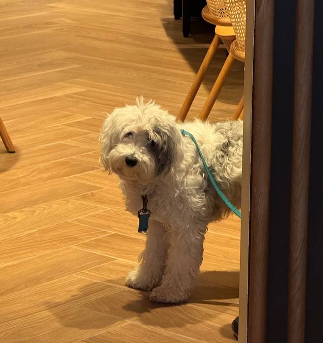 Jasper, the beloved pet of Chef Edward Lee and his wife. /Kim Eun-joong (Washington, D.C.)