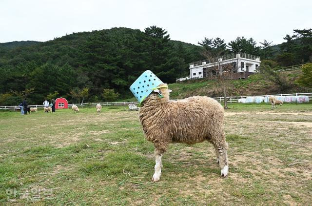 양마르뜨언덕의 양 한 마리가 방문객의 먹이통을 빼앗아 머리에 뒤집어 쓴 채 풀을 먹고 있다.