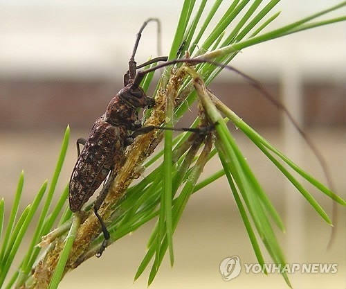 소나무재선충을 옮기는 솔수염 하늘소. 연합뉴스