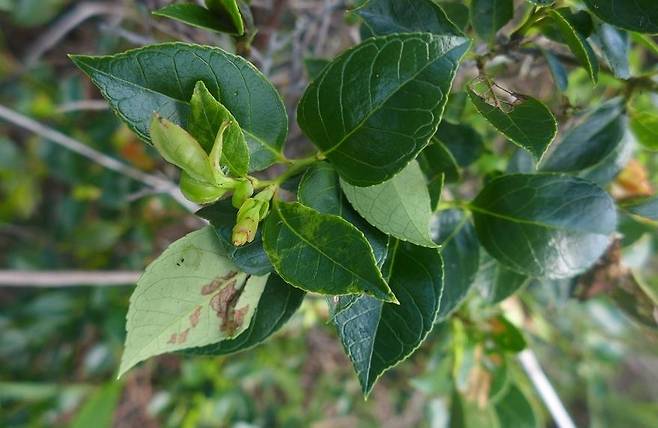 모새나무 잎 [신안군 제공·재판매 및 DB 금지]