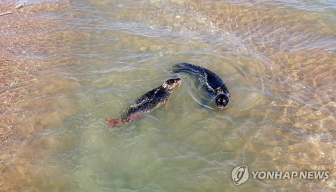 가로림만 헤엄치는 점박이물범 (홍성=연합뉴스) 16일 방류된 점박이물범 한 쌍이 가로림만 해역을 헤엄치고 있다. 충남도와 국립해양생물자원관은 강원도 앞바다에서 구조한 점박이물범을 이날 가로림만에 방류했다. 2024.10.16 [충남도 제공. 재판매 및 DB 금지] soyun@yna.co.kr