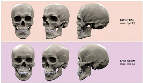 (위) 유럽인의 안면골 골격(40세, 남성), (아래) 동아시아인의 안면골 골격(40세, 남성) [사진=Anatomy of Facial Expressions: Uldis Zarins]