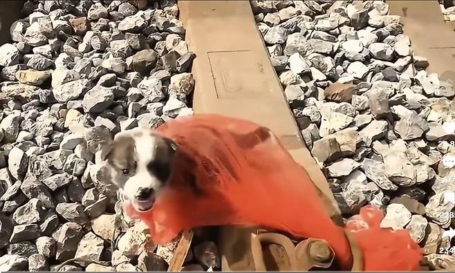 기찻길에 버려진 강아지가 구조되는 영상의 한 장면(소셜미디어동물학대방지연합 제공) ⓒ 뉴스1