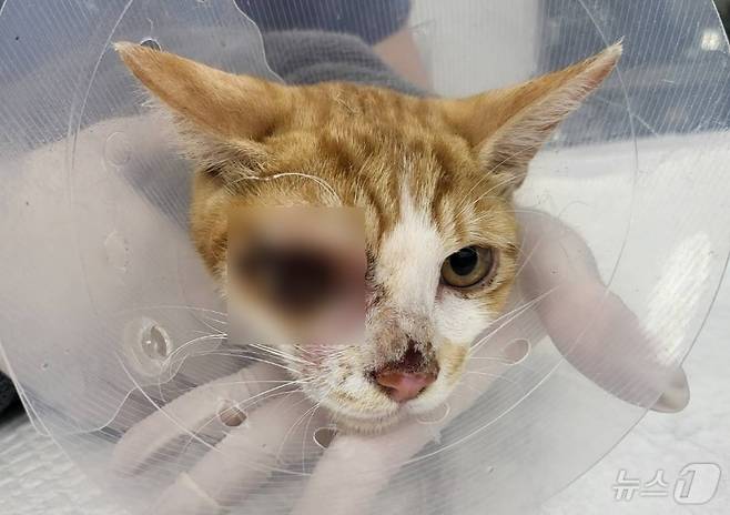 안구가 손상된 상태로 구조된 길고양이(월드펫동물메디컬센터 제공) ⓒ 뉴스1