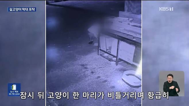 Internet_20241017_004922_6.jpeg ‘시각장애 묘’ 때리고 아기 고양이 납치…CCTV에 학대 포착