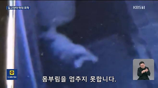 Internet_20241017_004922_8.jpeg ‘시각장애 묘’ 때리고 아기 고양이 납치…CCTV에 학대 포착