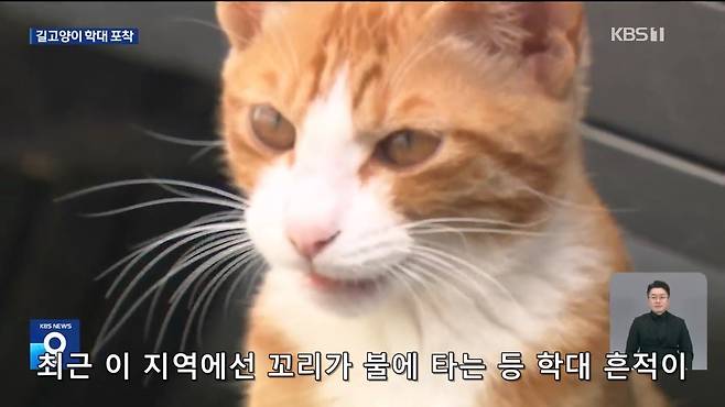 Internet_20241017_004922_17.jpeg ‘시각장애 묘’ 때리고 아기 고양이 납치…CCTV에 학대 포착