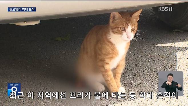 Internet_20241017_004922_18.jpeg ‘시각장애 묘’ 때리고 아기 고양이 납치…CCTV에 학대 포착