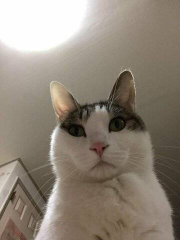 IMG_4726.jpeg 주인보고 반가워하는 말티즈