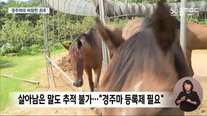 스크린샷(3749).png 은퇴 경주마 비참한 최후..."보호 대책 필요"