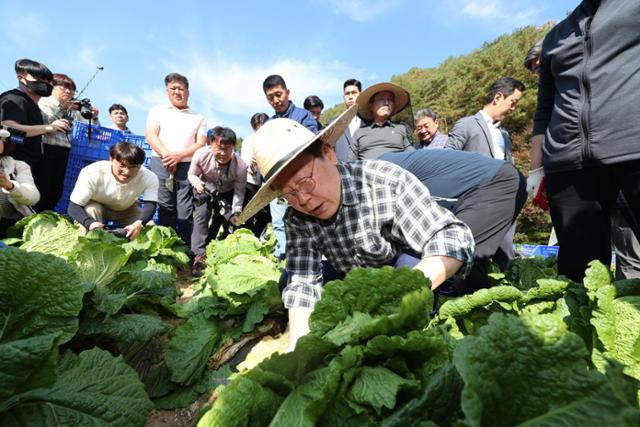 이재명 더불어민주당 대표가 17일 오후 강원 평창군 한 배추농가를 방문해 배추를 수확하고 있다. 평창=뉴시스