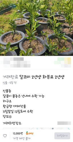 감귤 신품종 온라인 판매 게시글 [사진 출처 = 당근 판매글 갈무리]