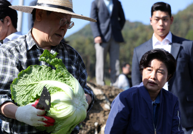 ▲17일 오후 더불어민주당 이재명 대표가 강원 평창군 방림면 계촌리 배추밭을 찾아 수확을 하며 작황 상황을 살펴보고 있다. ⓒ연합뉴스