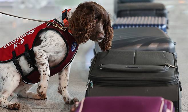 인천국제공항에서 열린 관세청 마약류 밀반입 예방 캠페인에 참가한 마약 탐지견들이 시범을 보이고 있다. 연합뉴스
