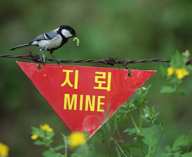 DMZ 생태사진전 전시작품 [작가 제공.재판매 및 DB 금지]