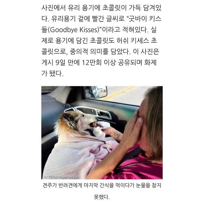 수의사가 강아지에게 준 마지막 초콜릿 ㄷㄷ..jpg