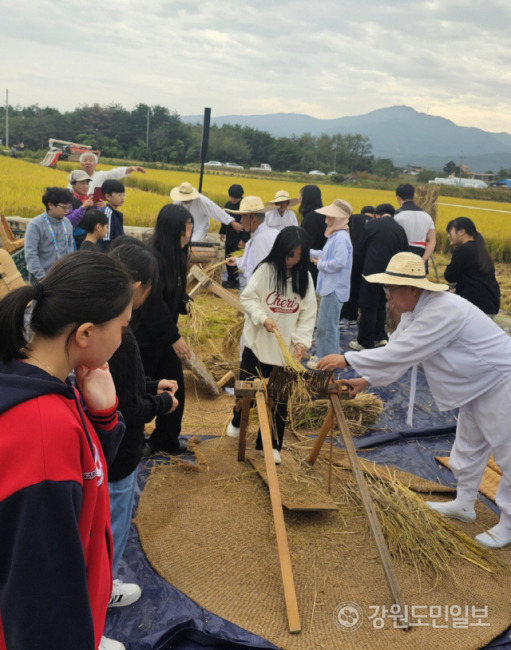 ▲ 18일 강릉시 구정면 학산리 당간지주 인근에서 열린 ‘강릉학산오독떼기와 함께하는 벼베기, 마댕이 및 들녘밥 체험행사’에서 아이들이 농업 체험을 하고 있다.황선우