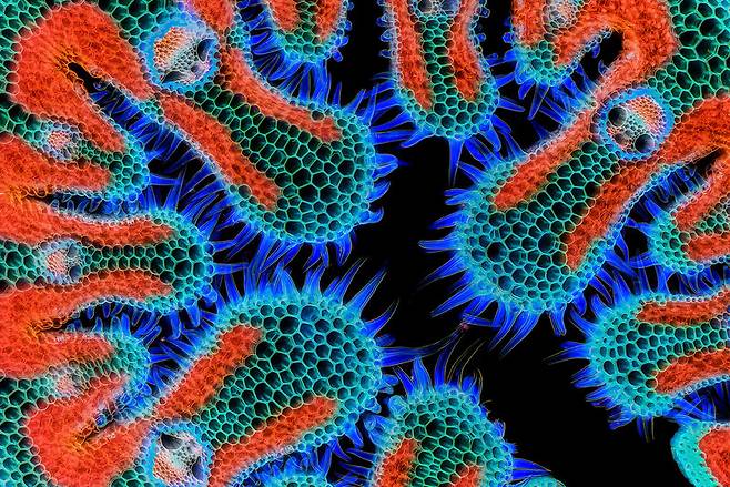 니콘스몰월드 7위 ‘마람풀속 식물 잎의 단면’. 10배율. Gerhard Vlcek/Nikon Small World