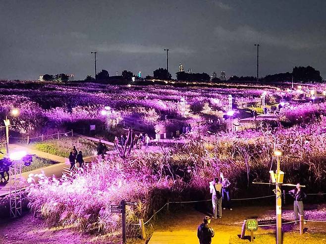 Nightscape of Haneul Park's silver grass field (Korea Tourism Organization)