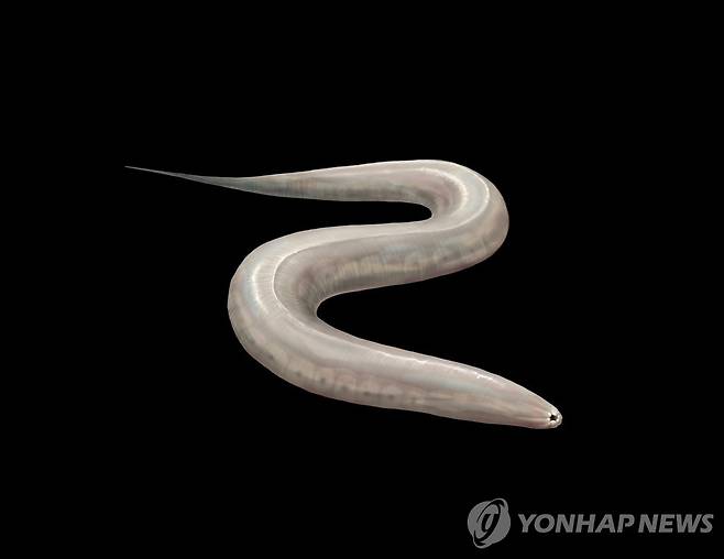 실험용 동물모델로 사용되는 예쁜꼬마선충(C. elegans) [연합뉴스 자료사진]